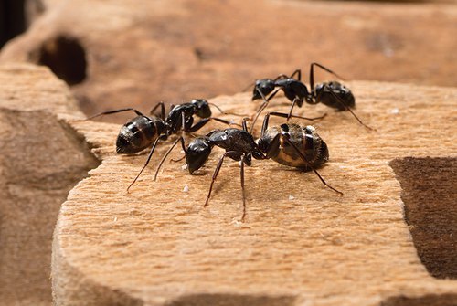 Ant Management
