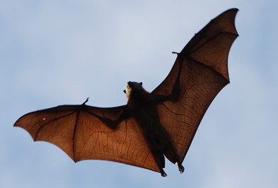 Identifying Bats 