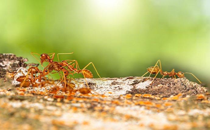 ant management 